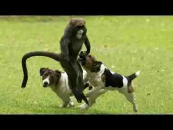 Video: Best Trained & Disciplined Jack Russell Terrier